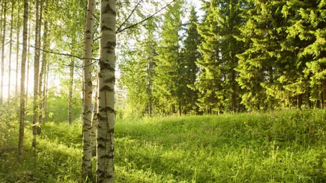 UPM Position Paper: Green growth needs green demand