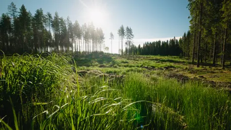 UPM&#x2019;s position on deforestation and EUDR revision