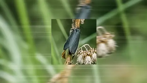 Sustainable future grows in the forests &#x2014; new Forest Action report compiles UPM&#x2019;s best practices